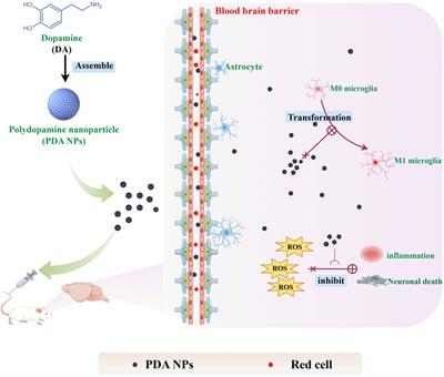 Advances in the study of polydopamine nanotechnology in central nervous system disorders